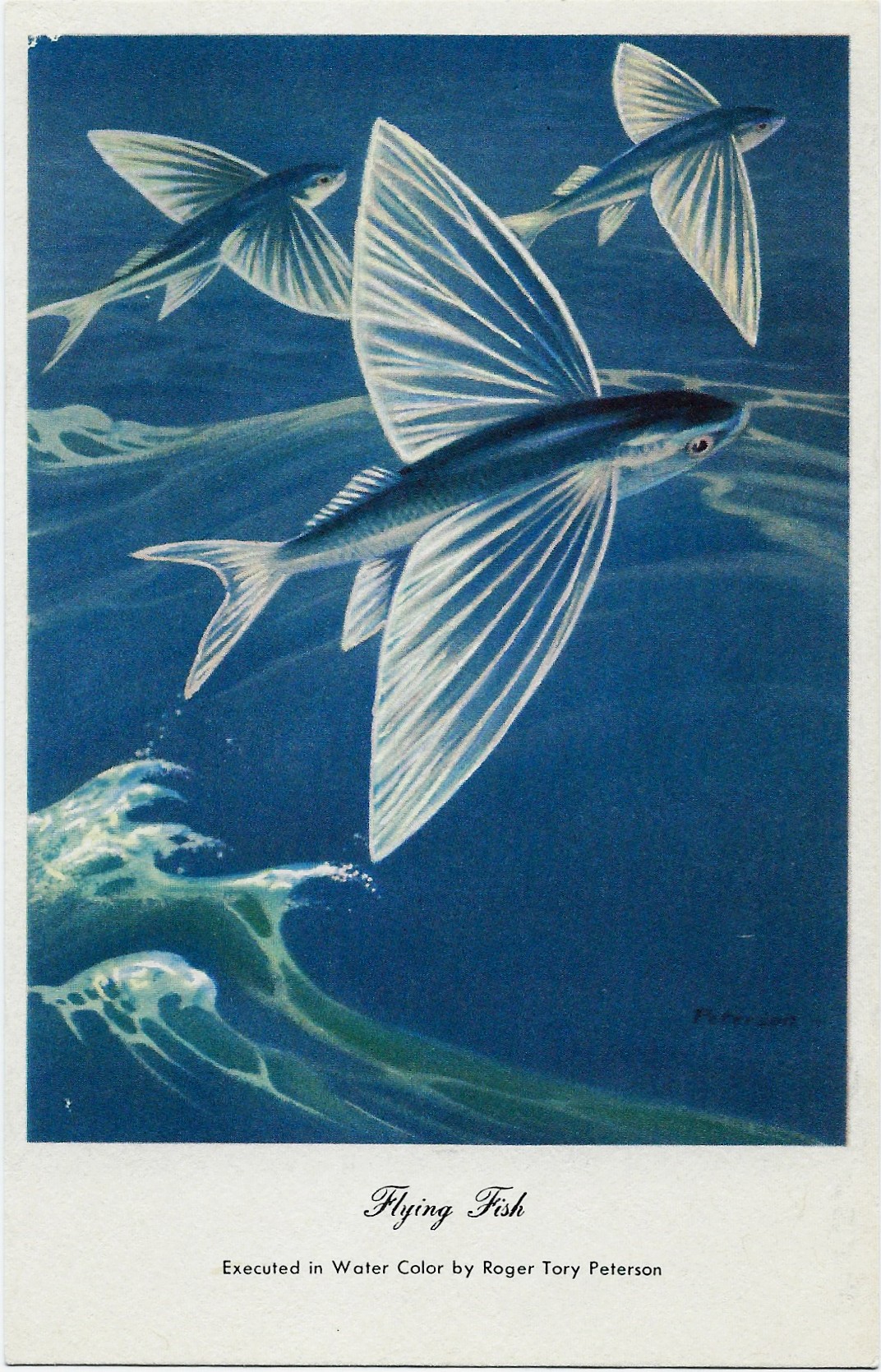 Flying Fish ~ Roger Tory Peterson Postcard
