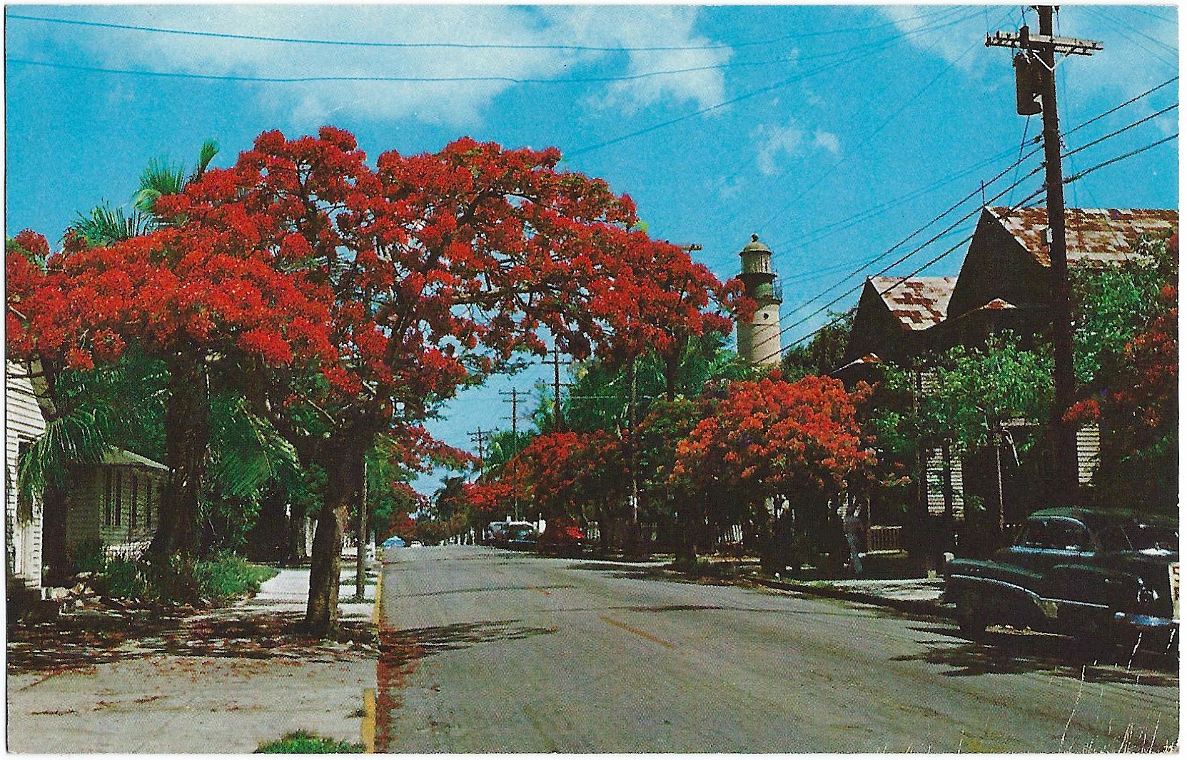 KEY WEST LIGHTHOUSE FLAME ROYAL POINCIANA TREES FLORIDA 6C-K1690 - Click Image to Close