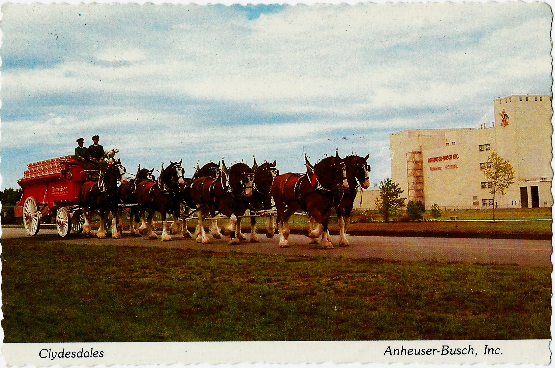 Anheuser-Busch Clydesdale 8-Horse Hitch & Wagon Postcard P309150