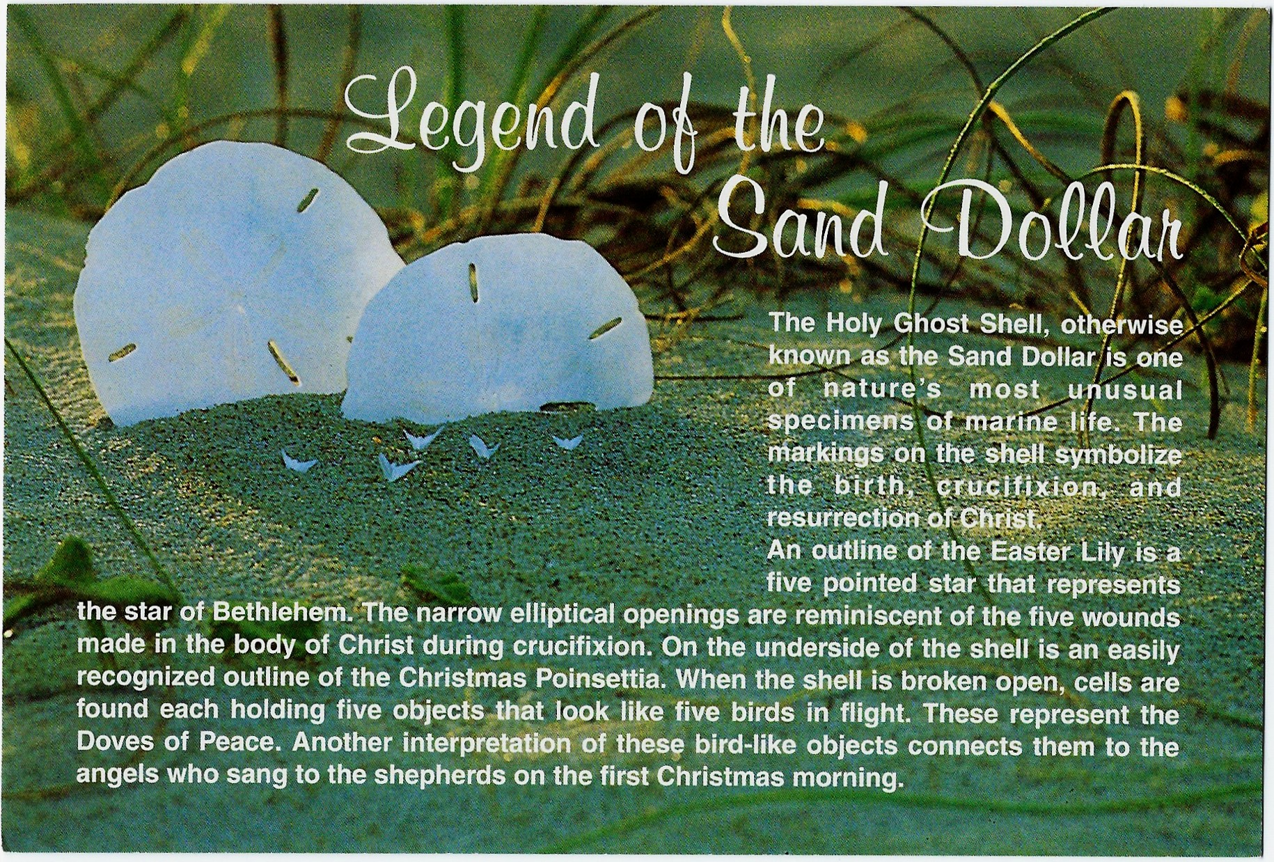 Legend of the Sand Dollar Postcard DY094589 - Click Image to Close