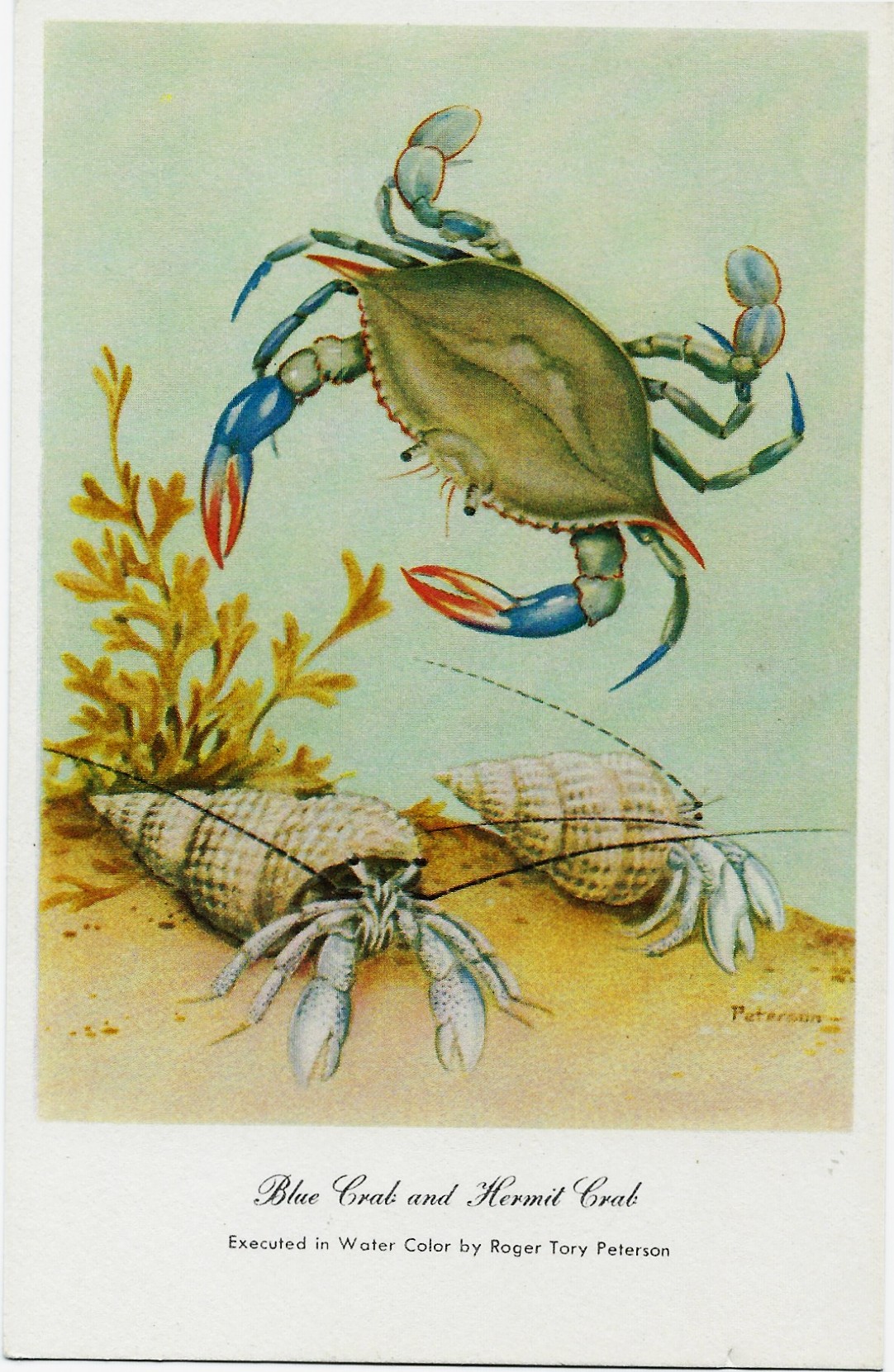 Blue Crab and Hermit Crab Roger Tory Peterson Postcard - Click Image to Close