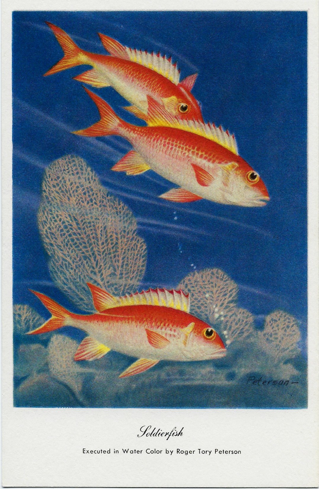 Soldierfish ~ Roger Tory Peterson Postcard