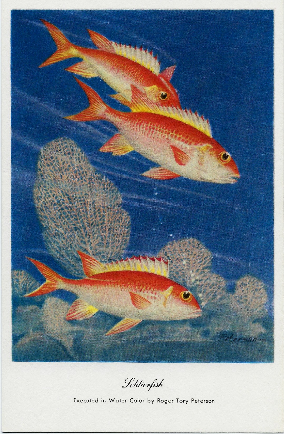 Soldierfish ~ Roger Tory Peterson Postcard - Click Image to Close