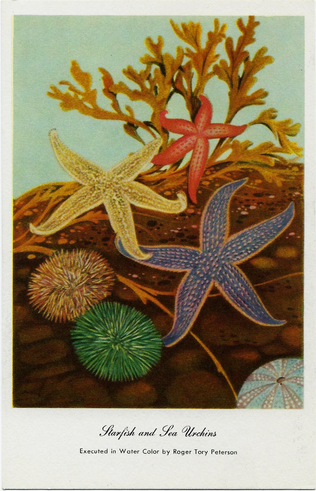 Starfish and Sea Urchins ~ Roger Tory Peterson Postcard