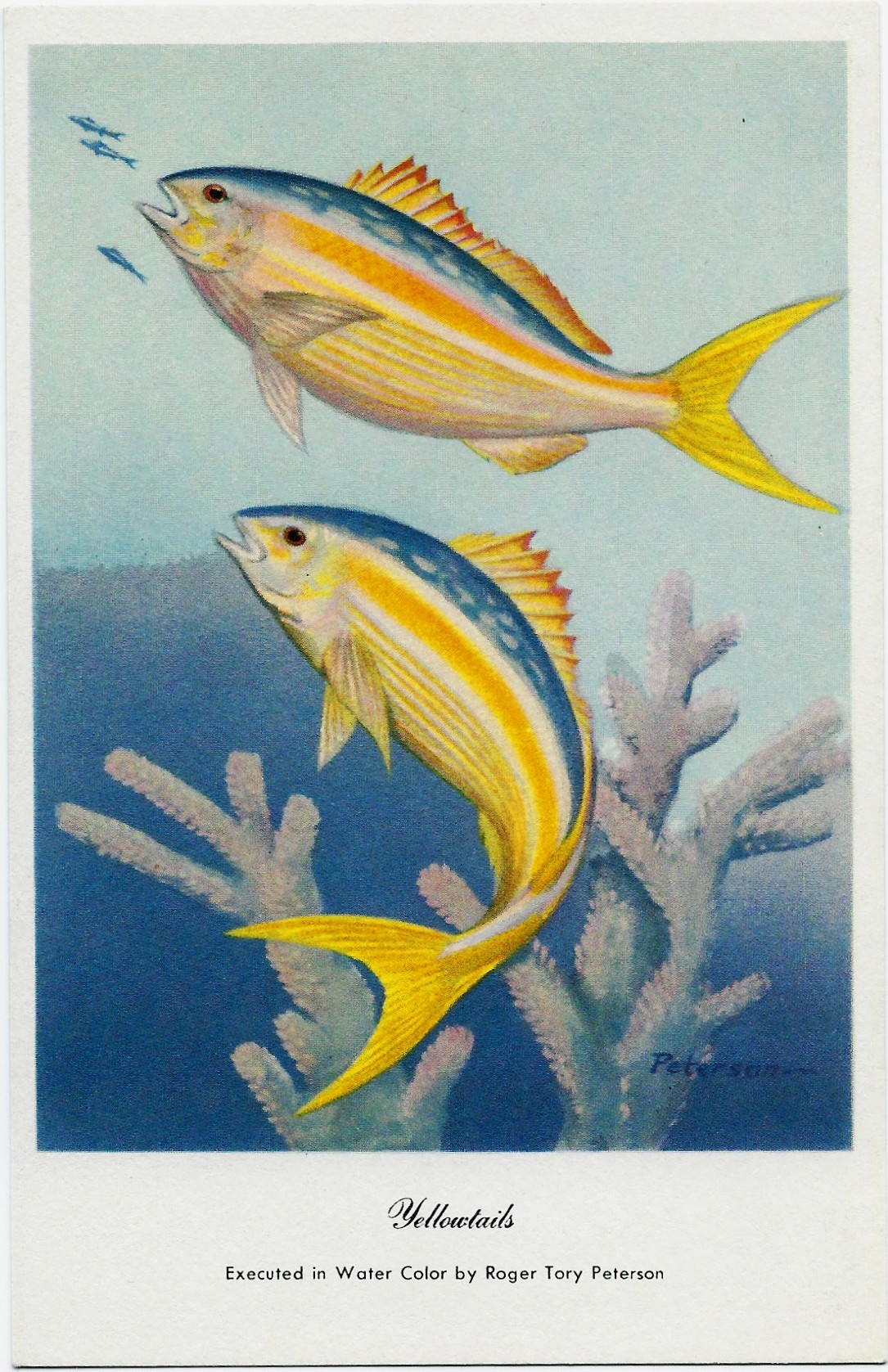 Yellowtails ~ Roger Tory Peterson Postcard