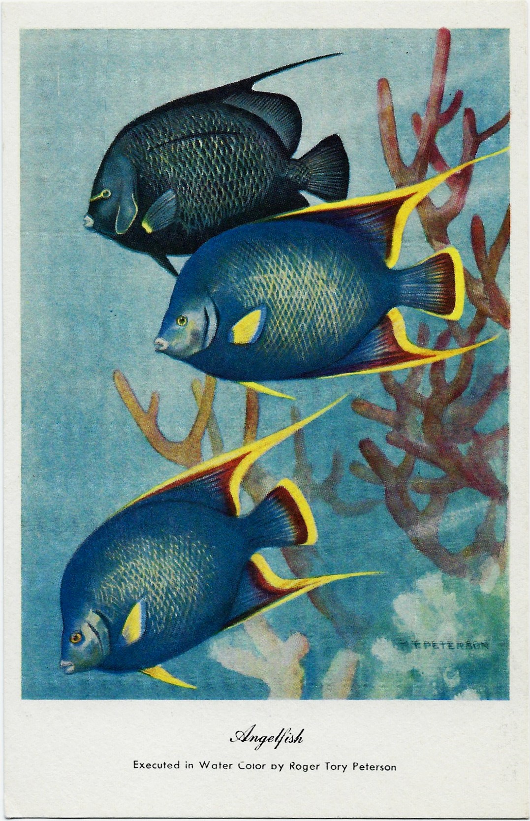 Angelfish ~ Roger Tory Peterson Postcard