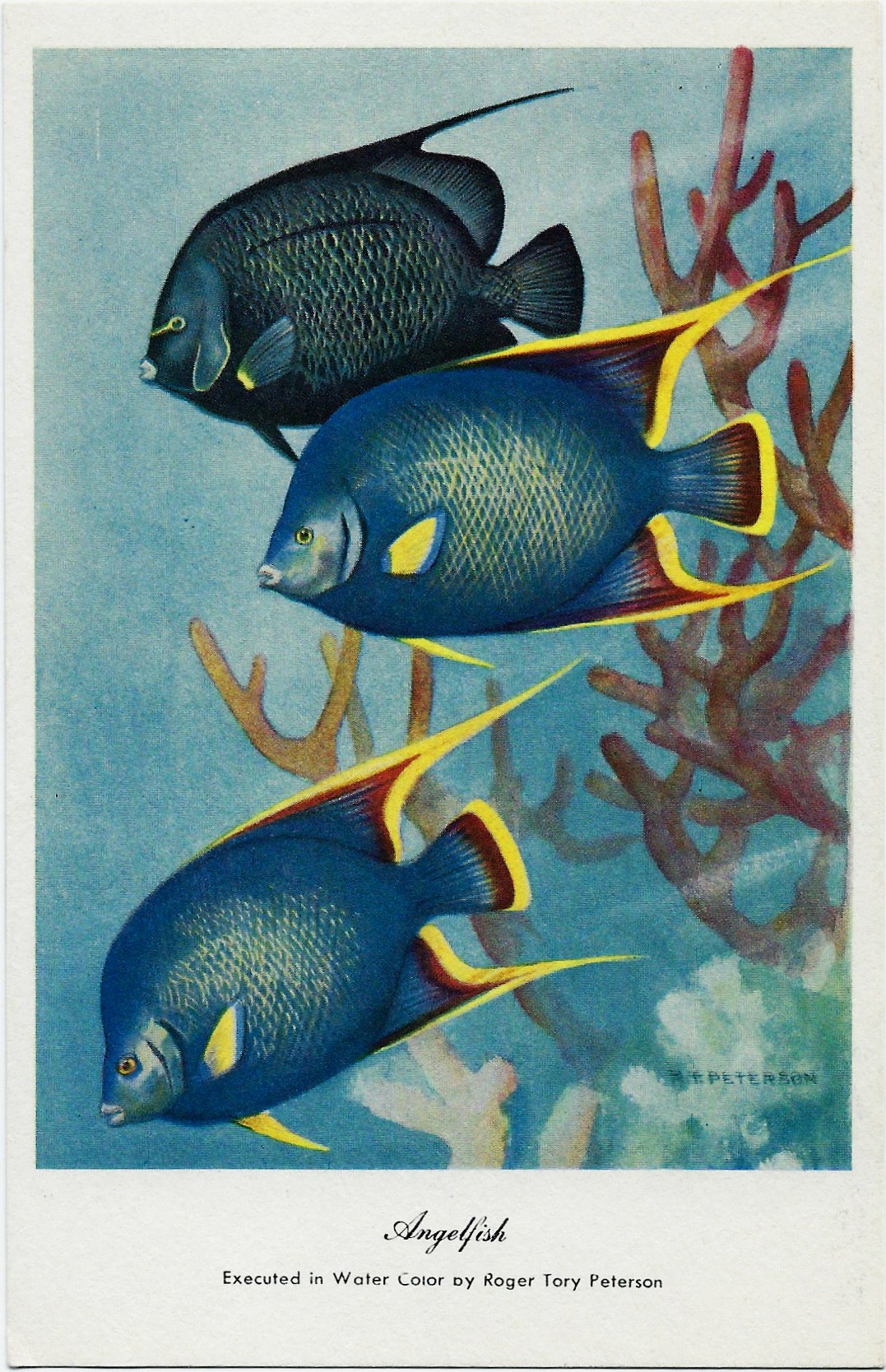 Angelfish ~ Roger Tory Peterson Postcard - Click Image to Close