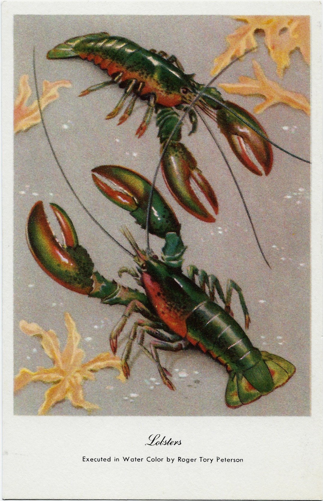 Lobsters ~ Roger Tory Peterson Postcard - Click Image to Close