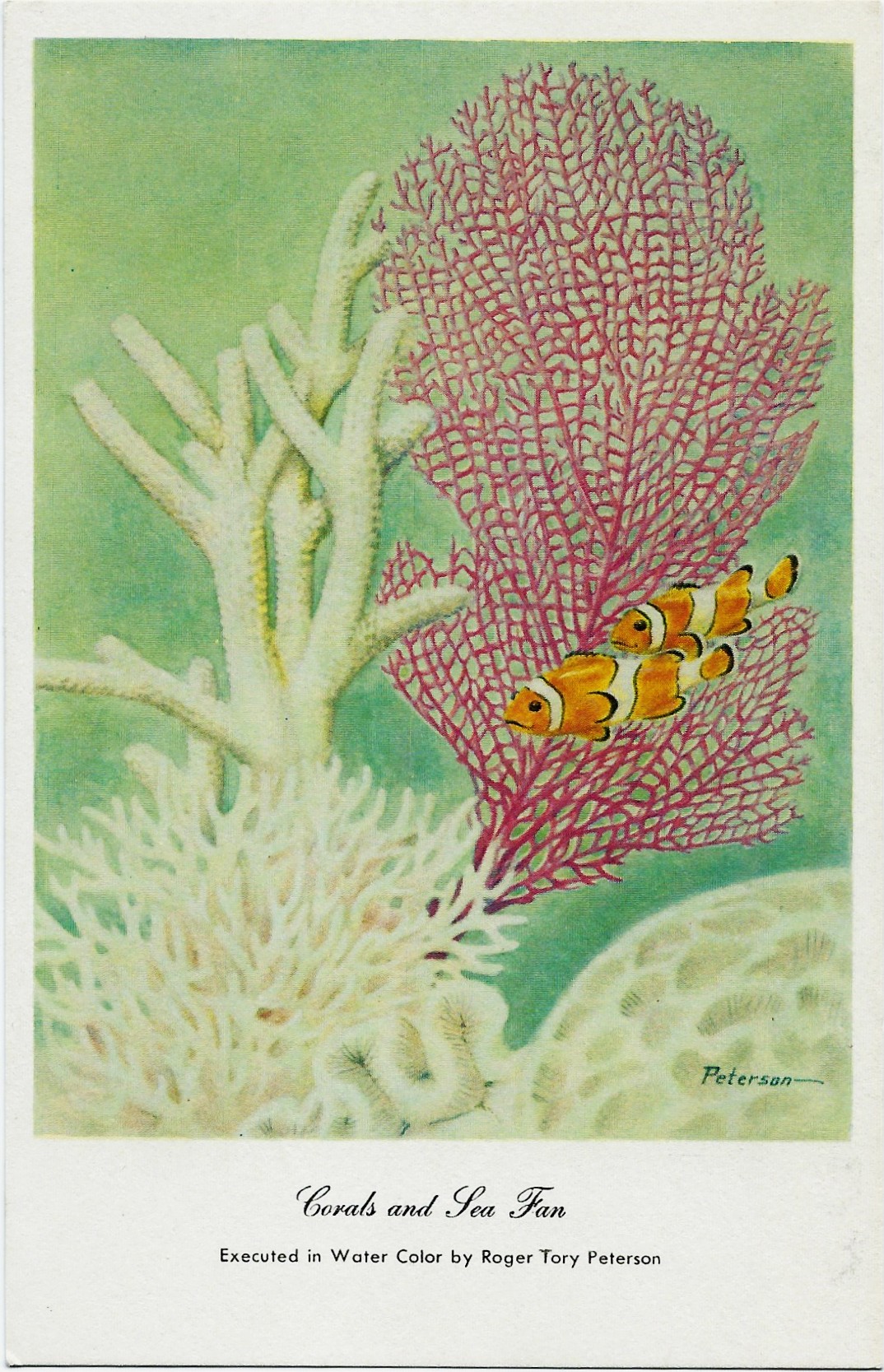 Corals and Sea Fan ~ Roger Tory Peterson Postcard