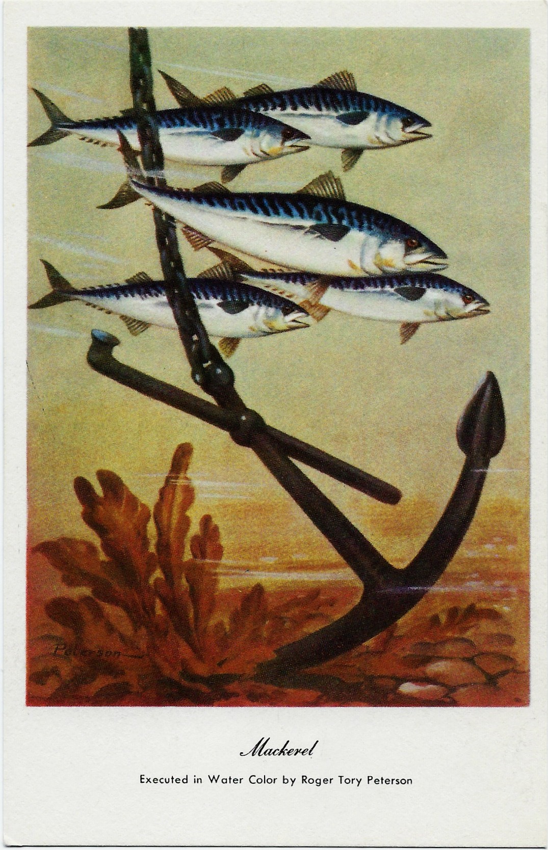 Mackerel ~ Roger Tory Peterson Postcard - Click Image to Close