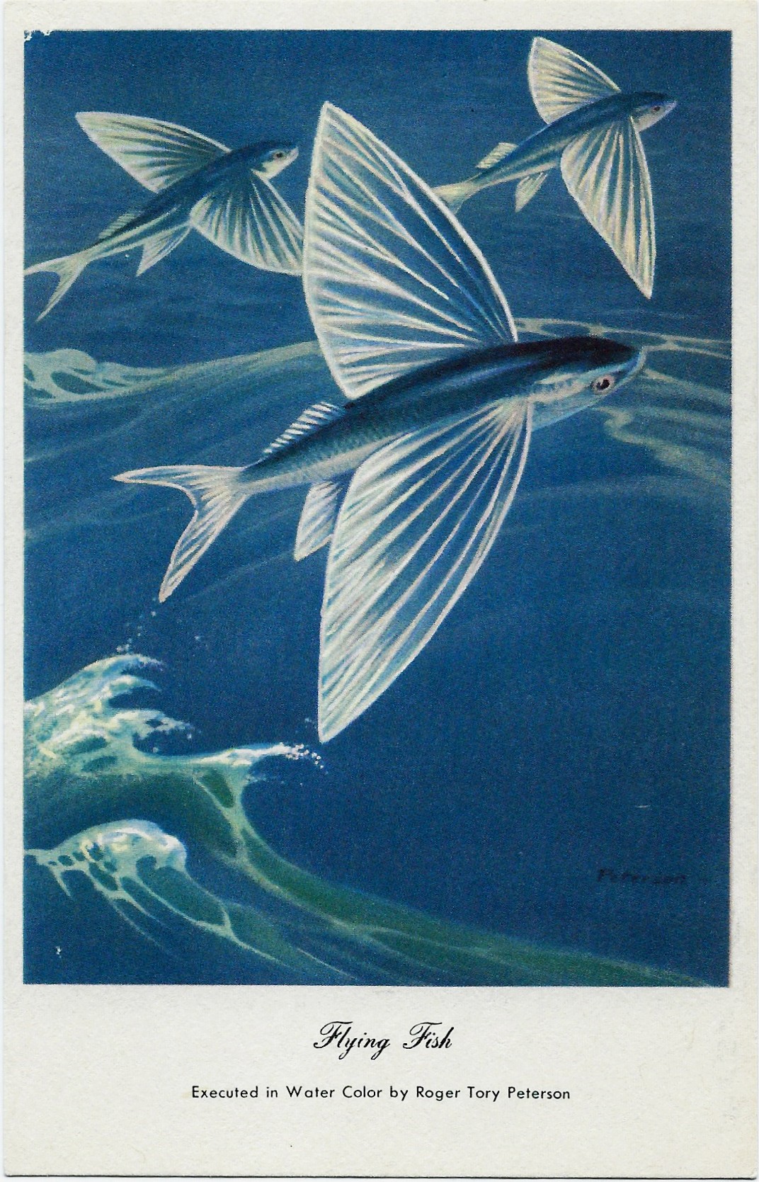 Flying Fish ~ Roger Tory Peterson Postcard - Click Image to Close