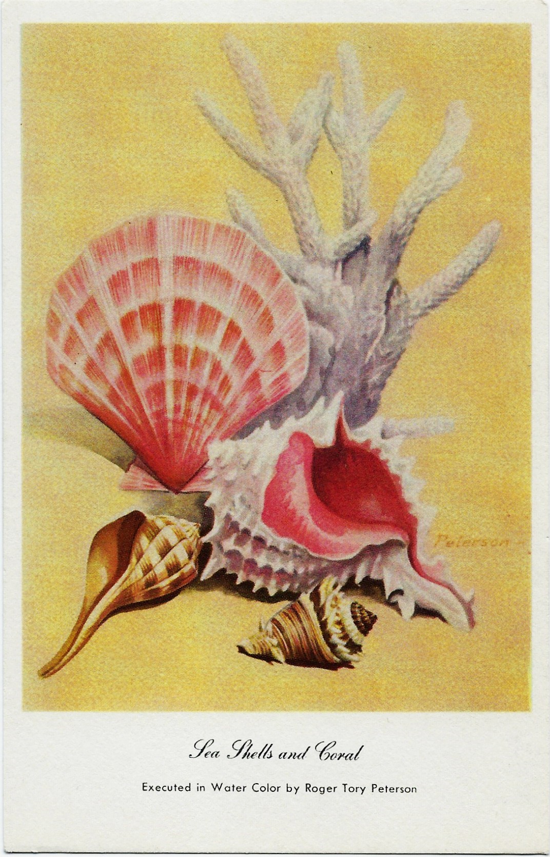 Sea Shells and Coral ~ Roger Tory Peterson Postcard - Click Image to Close