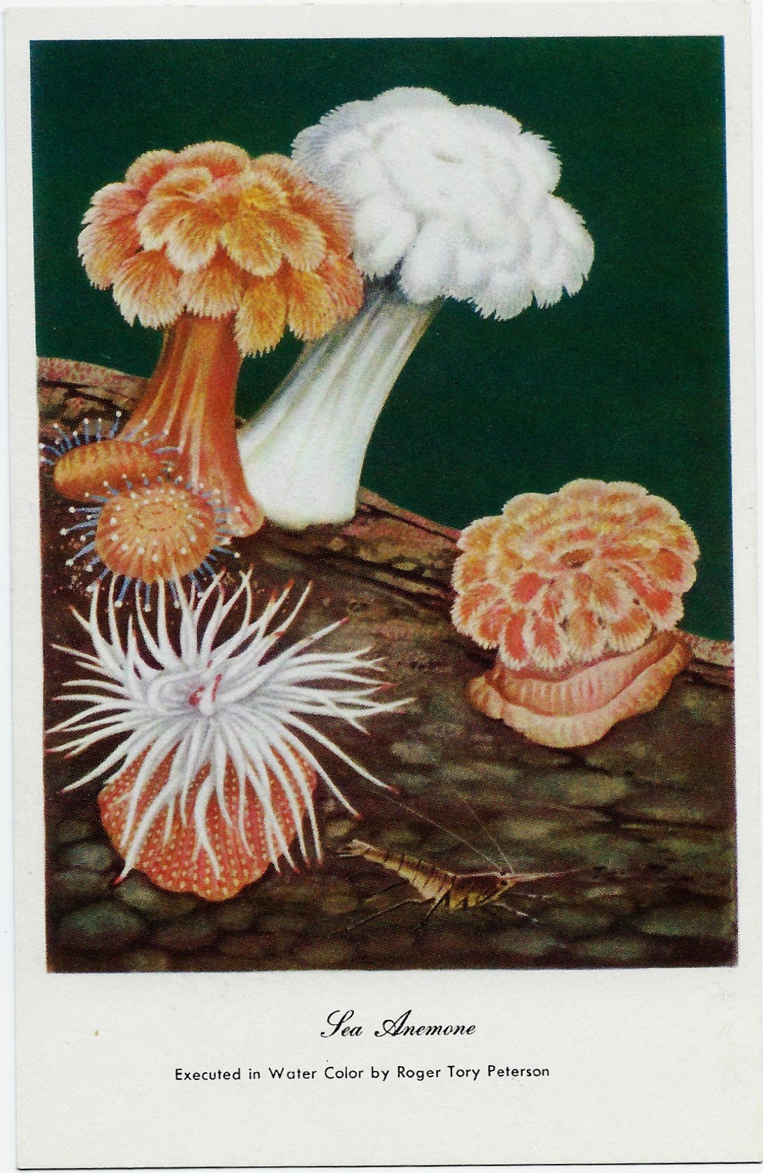 Sea Anemone ~ Roger Tory Peterson Postcard - Click Image to Close