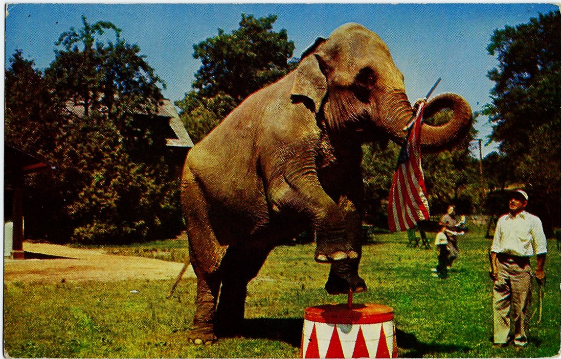 BETSY THE Elephant STRANGEST FARM ON EARTH BENSON WILD ANIMAL